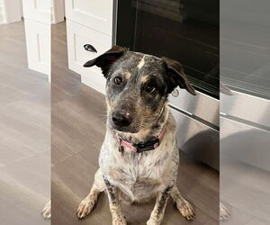 Labrador Retriever-Unknown Mix Dogs for adoption in Westwood, NJ, USA