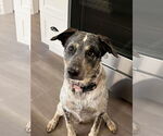 Small Labrador Retriever Mix