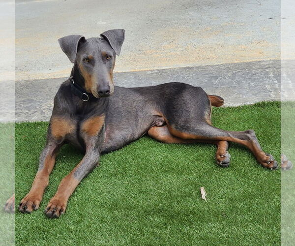 Medium Photo #1 Doberman Pinscher-Unknown Mix Puppy For Sale in Escondido, CA, USA