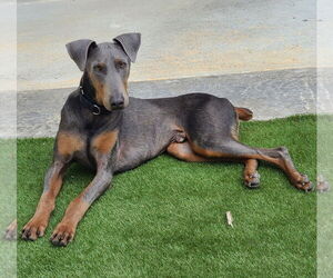 Doberman Pinscher-Unknown Mix Dogs for adoption in Escondido, CA, USA