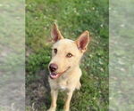 Small #1 Mutt