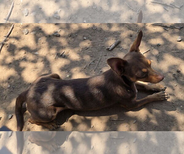 Medium Photo #2 Miniature Pinscher Puppy For Sale in Peralta, NM, USA