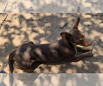 Small #1 Miniature Pinscher