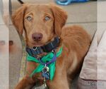 Small #4 Dachshund Mix
