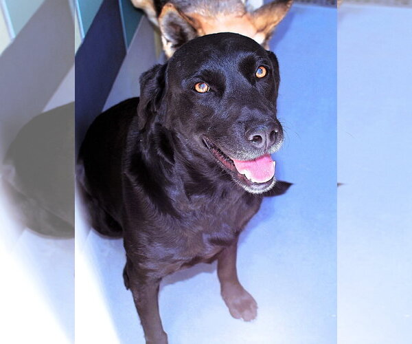 Medium Photo #6 Labrador Retriever-Unknown Mix Puppy For Sale in San Diego, CA, USA
