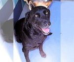 Small #5 Labrador Retriever Mix