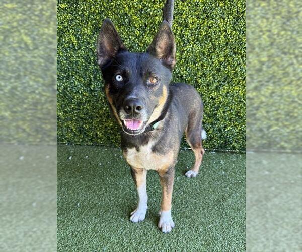Medium Photo #1 Gerberian Shepsky Puppy For Sale in Naples, FL, USA