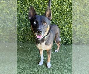 Gerberian Shepsky Dogs for adoption in Naples, FL, USA