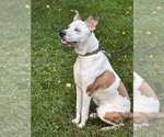 Small Photo #3 Mountain Cur-Unknown Mix Puppy For Sale in Oakhurst, NJ, USA