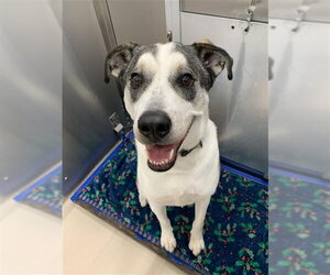 Siberian Husky Dogs for adoption in Fairbanks, AK, USA