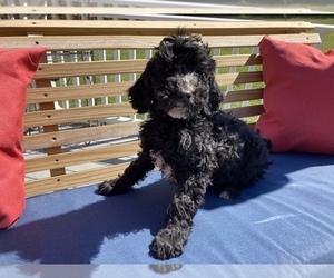 Poodle (Standard) Puppy for Sale in SNOW CAMP, North Carolina USA