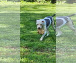 Small Photo #15 American Pit Bull Terrier-Unknown Mix Puppy For Sale in Germantown, OH, USA