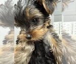 Litter of 4 - Male(s) and Female(s) Yorkshire TerrierLitter of Puppies for Sale - Photo #8