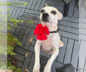 Kathy #bestie-of-Kate - Female Chihuahua-Unknown Mix Dog for Adoption - Photo #2