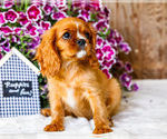 Small #2 Cavalier King Charles Spaniel