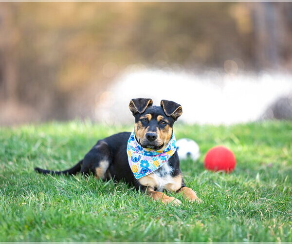 Medium Photo #11 Mutt Puppy For Sale in Unionville, PA, USA