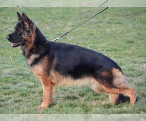 Mother of the German Shepherd Dog puppies born on 03/25/2022