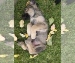Small #7 Caucasian Shepherd Dog-Irish Wolfhound Mix