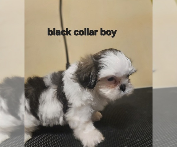 Medium Photo #20 Shih Tzu Puppy For Sale in WOODSFIELD, OH, USA