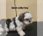 Small #2 Shih Tzu