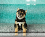 Small #3 Shiba Inu