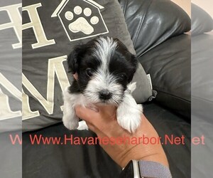 Havanese Puppy for sale in MBORO, TN, USA