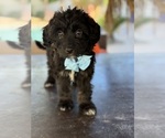 Small Photo #21 Aussiedoodle Miniature  Puppy For Sale in MENIFEE, CA, USA