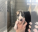 Small #2 Whippet