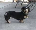 Small #1 Dachshund