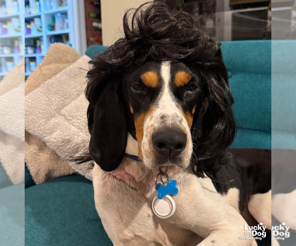 Medium Photo #7 Bluetick Coonhound-Coonhound Mix Puppy For Sale in Washington, DC, USA