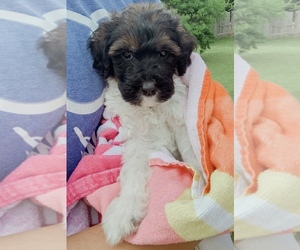 Golden Retriever-Goldendoodle Mix Puppy for sale in OKC, OK, USA