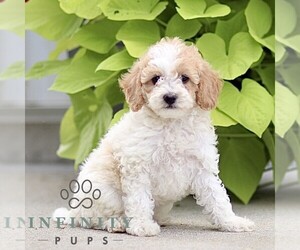 Poodle (Miniature) Puppy for sale in HONEY BROOK, PA, USA