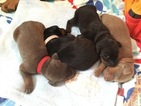 Small Photo #1 Doberman Pinscher Puppy For Sale in LINDSIDE, WV, USA