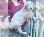 Small Photo #104 Great Dane Puppy For Sale in SPRAGGS, PA, USA