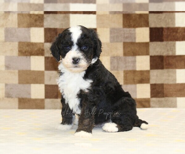 Medium Photo #4 Bernedoodle (Miniature)-Cavapoo (Miniature) Mix Puppy For Sale in DENVER, PA, USA