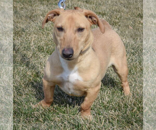 Medium Photo #2 Doxle Puppy For Sale in Huntley, IL, USA