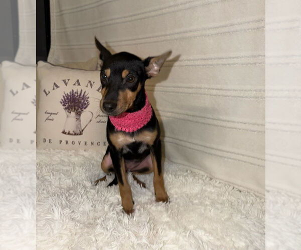 Medium Photo #4 Mutt Puppy For Sale in Oak Bluffs, MA, USA