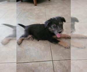 Mini Whoodle (Wheaten Terrier/Miniature Poodle) Puppy for sale in CHANDLER, AZ, USA