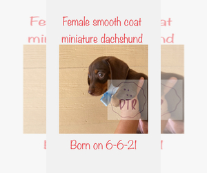 Dachshund Puppy for sale in SANTA CLARITA, CA, USA