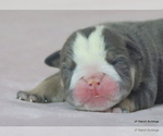 Small #5 Bulldog