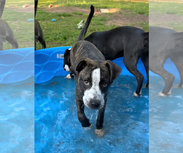 Medium Photo #13 American Staffordshire Terrier-German Shepherd Dog Mix Puppy For Sale in McDonough, GA, USA