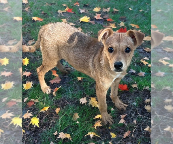 Medium Photo #3 Australian Kelpie-Dachshund Mix Puppy For Sale in Phoenix, AZ, USA