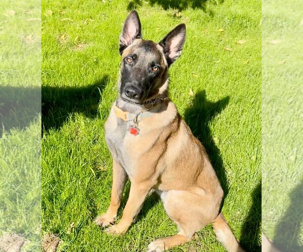 Medium Photo #5 German Shepherd Dog-Unknown Mix Puppy For Sale in Cave Creek, AZ, USA