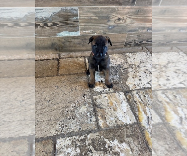 Medium Photo #7 Belgian Malinois Puppy For Sale in MIAMI, FL, USA
