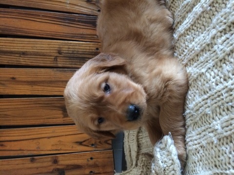 Medium Photo #1 Golden Retriever Puppy For Sale in REIDSVILLE, NC, USA