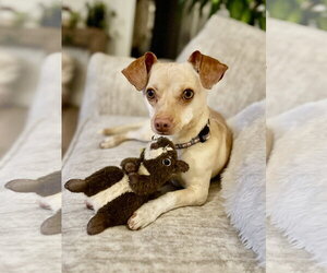 Chiweenie Dogs for adoption in Sandy, UT, USA