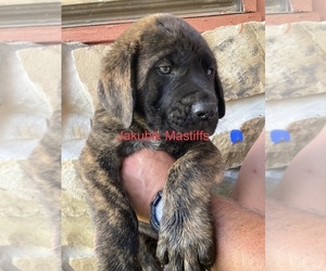 Mastiff Puppy for Sale in NOCONA, Texas USA