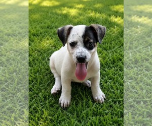 Dachsador Dogs for adoption in Oakhurst, NJ, USA