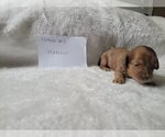 Puppy Female 2 Hazeln Dachshund