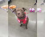 Small #1 American Staffordshire Terrier
